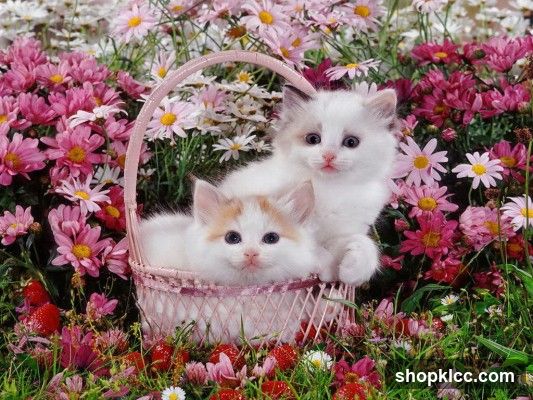 Kittens in a basket with flowers
