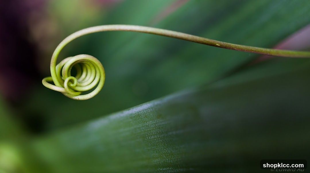 Coiled Vine Tip