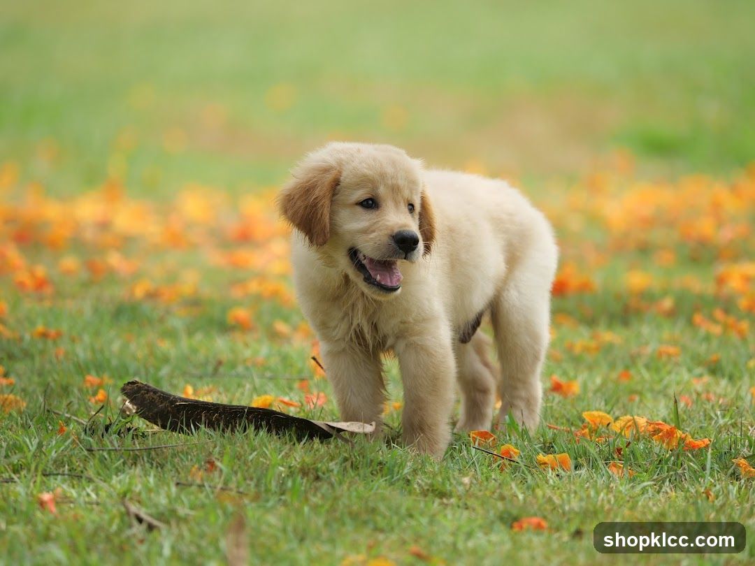 Golden Retriever Puppy in a Field