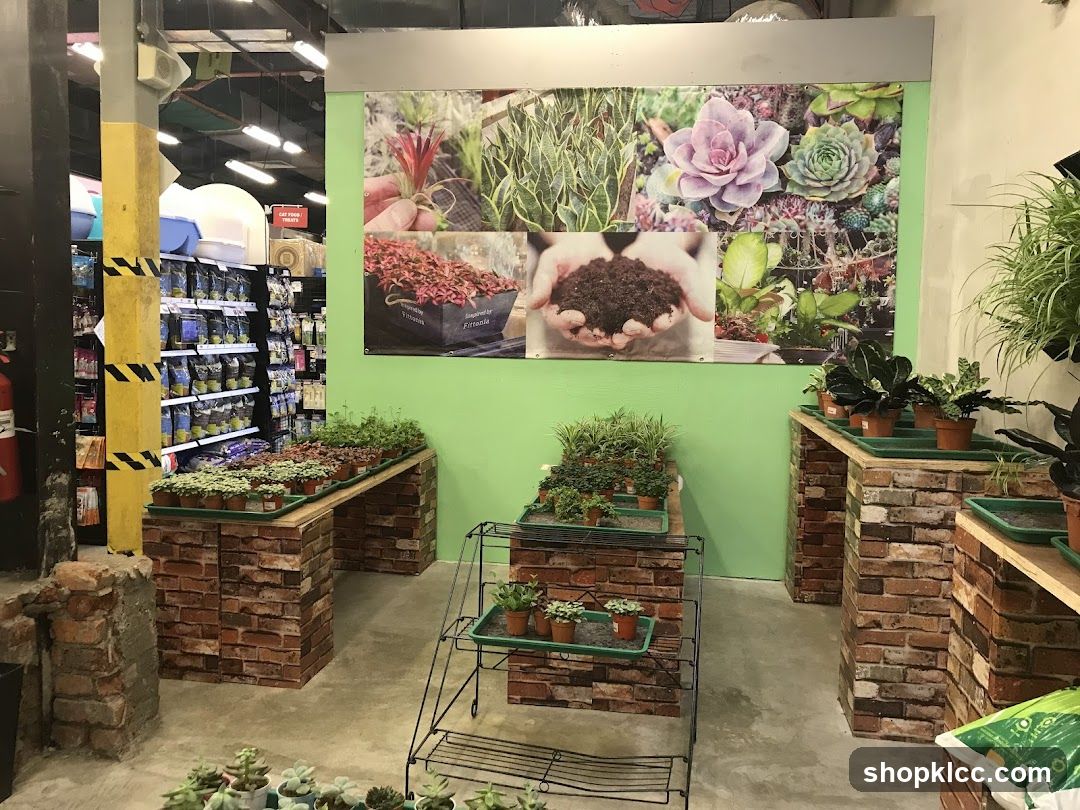 Indoor Plant Display