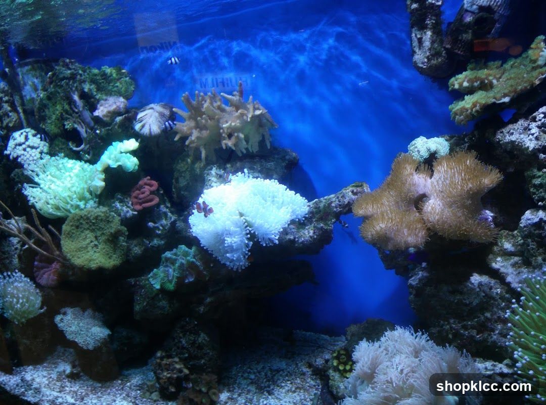 Aquarium with Corals and Fish
