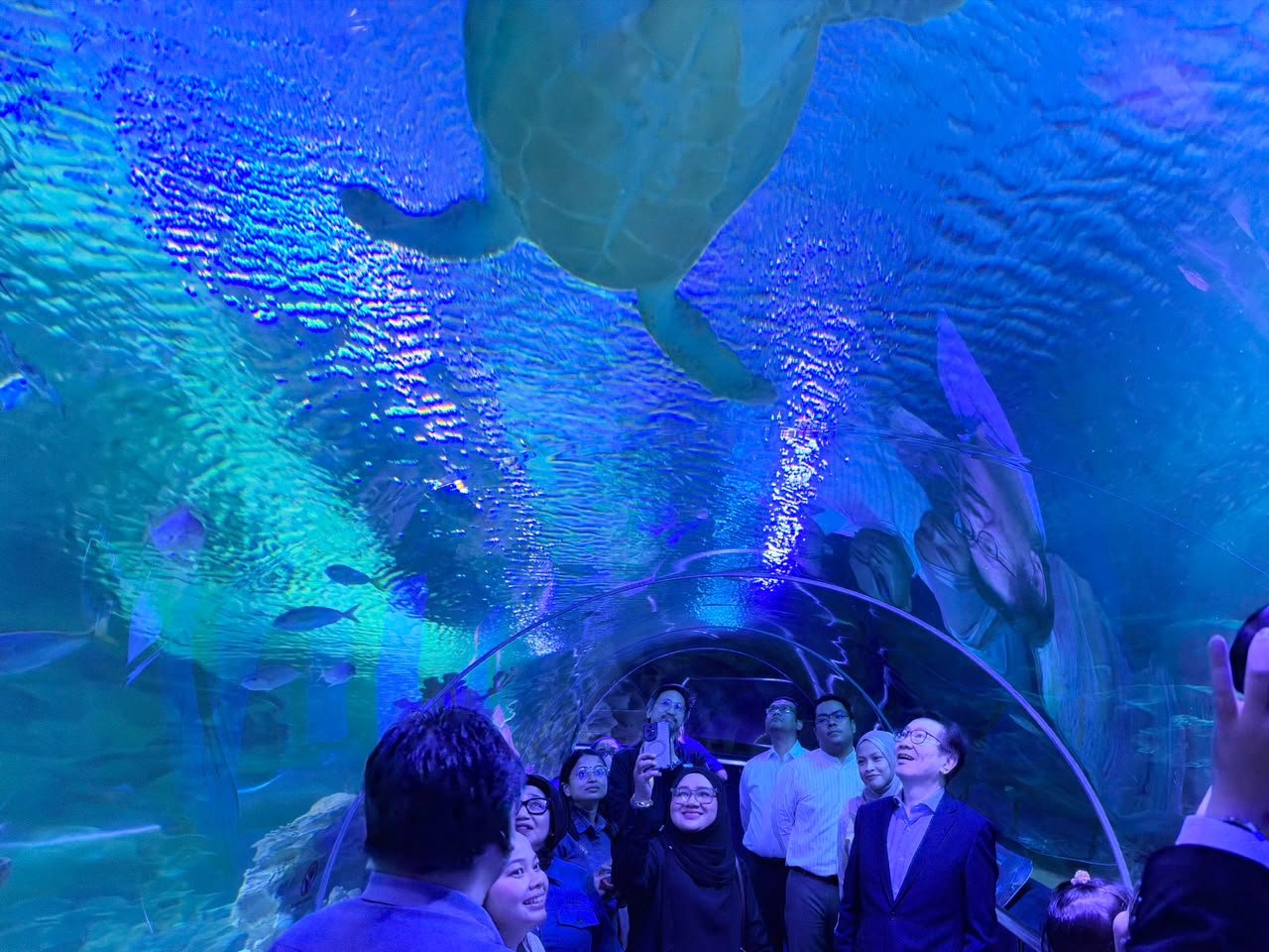 Visitors in Aquaria KLCC's 90-metre underwater tunnel with a green sea turtle overhead during the Hidden Wonders visit
